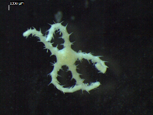  ( - DSB_3413)  @11 [ ] Copyright (2018) Magdalini Christodoulou German Center for Marine Biodiversity Research
