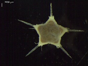  ( - DSB_2948)  @11 [ ] Copyright (2017) Magdalini Christodoulou German Center for Marine Biodiversity Research, Senckenberg