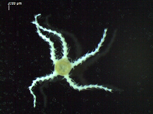  ( - DSB_3422)  @11 [ ] Copyright (2018) Magdalini Christodoulou German Center for Marine Biodiversity Research