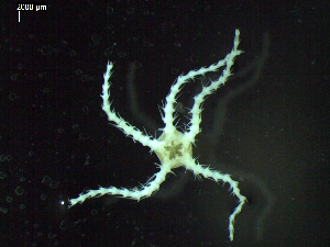  ( - DSB_3422)  @11 [ ] Copyright (2018) Magdalini Christodoulou German Center for Marine Biodiversity Research