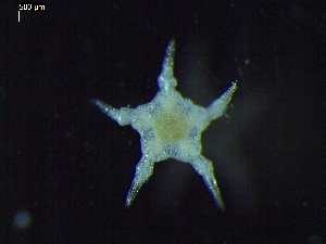  ( - DSB_2643)  @11 [ ] Copyright (2020) Magdalini Christodoulou German Centre for Marine Biodiversity Research, Senckenberg am Meer