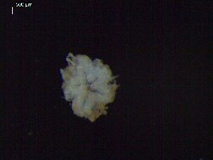  ( - DSB_3498)  @11 [ ] Copyright (2019) Magdalini Christodoulou German Center for Marine Biodiversity Research