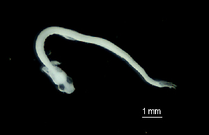  ( - HA-050716-17A)  @11 [ ] Copyright (2017) Manh Hung Pham University of Science, VNUHCMUS