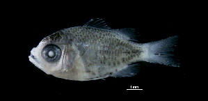  ( - R1B-250417-56A)  @11 [ ] Copyright (2017) Manh Hung Pham University of Science, VNUHCMUS