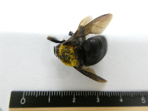  (Xylocopa appendiculata - 19TBK-031)  @12 [ ] Copyright (2019) Komine Yukio Tokyo National Research Institute for Cultural Properties