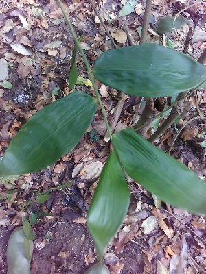  ( - CDI-DW2133)  @11 [ ] Attribution Non-Commercial Share-Alike (2023) yao83konan@gmail.com Institut Botanique Ake-Assi d Andokoi
