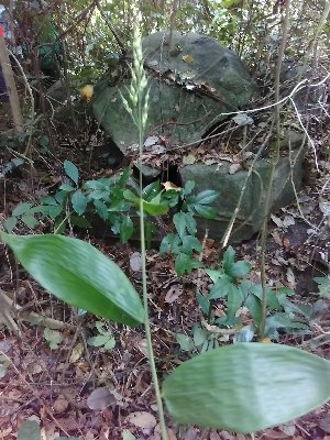  ( - CDI-DW2133)  @11 [ ] Attribution Non-Commercial Share-Alike (2023) yao83konan@gmail.com Institut Botanique Ake-Assi d Andokoi