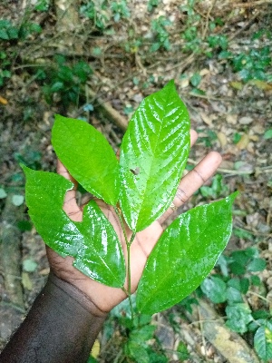  (Leptonychia pubescens - CDI-DW5619)  @11 [ ] Attribution Non-Commercial Share-Alike (2023) yao83konan@gmail.com Institut Botanique Ake-Assi d Andokoi