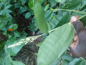  (Olyra latifolia - CDI-DW6258)  @11 [ ] Attribution Non-Commercial Share-Alike (2023) yao83konan@gmail.com Institut Botanique Ake-Assi d Andokoi