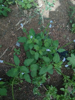  ( - CDI-DW7916)  @11 [ ] Attribution Non-Commercial Share-Alike (2023) yao83konan@gmail.com Institut Botanique Ake-Assi d Andokoi