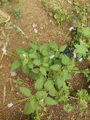  ( - CDI-DW7916)  @11 [ ] Attribution Non-Commercial Share-Alike (2023) yao83konan@gmail.com Institut Botanique Ake-Assi d Andokoi