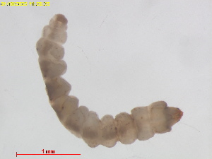  (Leucoptera puerariella - RMNH.INS.18016)  @11 [ ] CreativeCommons  Attribution (by) (2025) Erik J. van Nieukerken-Naturalis Naturalis Biodiversity Center