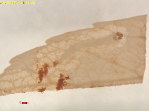  ( - RMNH.INS.29610)  @11 [ ] CreativeCommons  Attribution (by) (2025) Erik J. van Nieukerken-Naturalis Naturalis Biodiversity Center