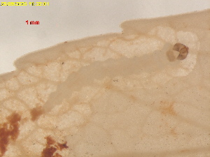  ( - RMNH.INS.29610)  @11 [ ] CreativeCommons  Attribution (by) (2025) Erik J. van Nieukerken-Naturalis Naturalis Biodiversity Center