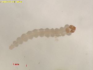  ( - RMNH.INS.29610)  @11 [ ] CreativeCommons  Attribution (by) (2025) Erik J. van Nieukerken-Naturalis Naturalis Biodiversity Center