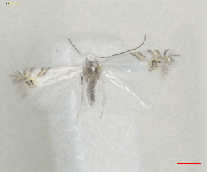  ( - RMNH.INS.25656)  @11 [ ] CreativeCommons  Attribution (by) (2025) Erik J. van Nieukerken-Naturalis Naturalis Biodiversity Center