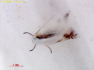  ( - RMNH.INS.25656)  @11 [ ] CreativeCommons  Attribution (by) (2025) Erik J. van Nieukerken-Naturalis Naturalis Biodiversity Center