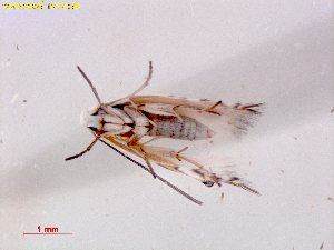  ( - RMNH.INS.25656)  @11 [ ] CreativeCommons  Attribution (by) (2025) Erik J. van Nieukerken-Naturalis Naturalis Biodiversity Center