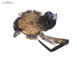  (Selenops mexicanus - BIOUG01965-C07)  @12 [ ] Copyright  G. Blagoev 2012 Unspecified
