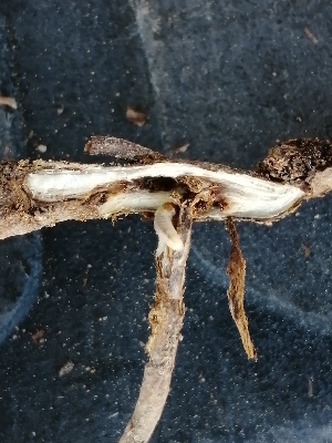  ( - Cenk_12)  @11 [ ] Copyright (2020) Dr.Isil Ozdemir Plant protection Central Research Inst.