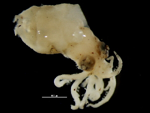  (Abraliopsis morisii - Abraliopsis_G16DOP)  @14 [ ] CreativeCommons - Attribution Non-Commercial Share-Alike (2011) Alvaro Roura Instituto de Investigaciones Marinas