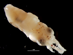  ( - Loliginidae 3_G2NAP)  @13 [ ] CreativeCommons - Attribution Non-Commercial Share-Alike (2011) Alvaro Roura Instituto de Investigaciones Marinas