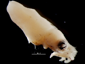  ( - Loliginidae 5_G2NAP)  @13 [ ] CreativeCommons - Attribution Non-Commercial Share-Alike (2011) Alvaro Roura Instituto de Investigaciones Marinas