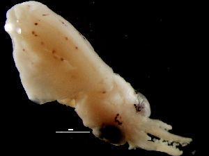 ( - Loliginidae 74_G2NAP)  @13 [ ] CreativeCommons - Attribution Non-Commercial Share-Alike (2011) Alvaro Roura Instituto de Investigaciones Marinas