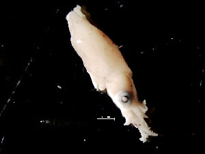  ( - Loliginidae 8_G2NAP)  @13 [ ] CreativeCommons - Attribution Non-Commercial Share-Alike (2011) Alvaro Roura Instituto de Investigaciones Marinas