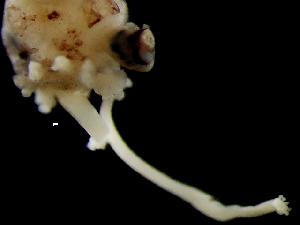  ( - Rossia macrosoma_G22DPM)  @11 [ ] CreativeCommons - Attribution Non-Commercial Share-Alike (2011) Alvaro Roura Instituto de Investigaciones Marinas