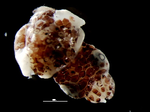  ( - Sepiolidae_S14PAN)  @12 [ ] CreativeCommons - Attribution Non-Commercial Share-Alike (2011) Alvaro Roura Instituto de Investigaciones Marinas