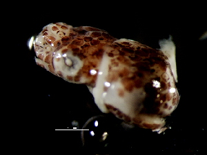  ( - Sepiolidae_S14PAN)  @12 [ ] CreativeCommons - Attribution Non-Commercial Share-Alike (2011) Alvaro Roura Instituto de Investigaciones Marinas