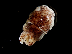 (Sepiida - Sepiolidae_S20PAN)  @14 [ ] CreativeCommons - Attribution Non-Commercial Share-Alike (2011) Alvaro Roura Instituto de Investigaciones Marinas