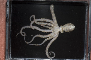  (Abdopus abaculus - CREEFS 9756)  @13 [ ] Copyright (2009) Julian Finn Museum Victoria