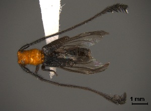  (Coleomethia crinicornis - CER-024)  @13 [ ] Unspecified (default): All Rights Reserved  Unspecified Unspecified