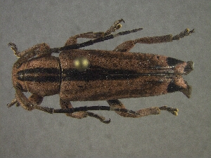  (Ptericoptus - CER-148)  @13 [ ] Unspecified (default): All Rights Reserved  Unspecified Unspecified