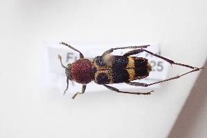  ( - CLV7738)  @11 [ ] CreativeCommons  Attribution Non-Commercial Share-Alike (2019) Carlos Lopez Vaamonde Institut National de la Recherche Agronomique, Zoologie Forestiere