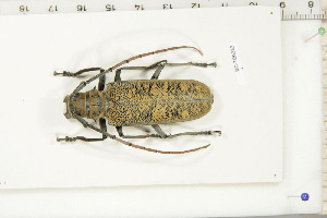  (Batocera granulipennis - BC-TB6382)  @13 [ ] Copyright (2010) Thierry Bouyer Unspecified