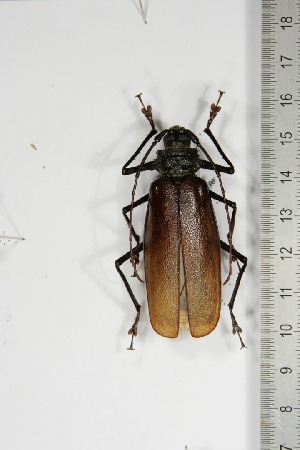  (Sarothrogastra edulis - BC-TB5198)  @11 [ ] Copyright (2010) Thierry Bouyer Research Collection of Thierry Bouyer