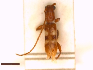  ( - CLV7792)  @11 [ ] CreativeCommons - Attribution Share-Alike (2022) Unspecified Institut National de la Recherche Agronomique, Zoologie Forestiere