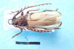  ( - CLV7812)  @11 [ ] CreativeCommons  Attribution Non-Commercial Share-Alike (2019) Carlos Lopez Vaamonde Institut National de la Recherche Agronomique, Zoologie Forestiere