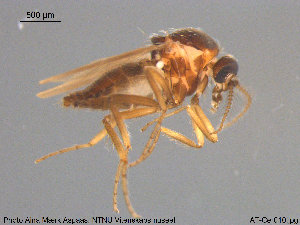  (Forcipomyia sp. 19ES - AT-Cer10)  @11 [ ] CreativeCommons - Attribution Non-Commercial Share-Alike (2015) NTNU University Museum, Department of Natural History NTNU University Museum, Department of Natural History