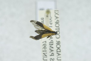  (Colobothea cincticornis - QCAZI_213062)  @11 [ ] CC-BY-NC-ND (2024) QCAZ Pontificia Universidad Cat&oacute;lica del Ecuador