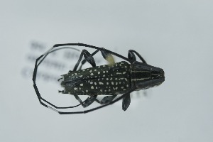  (Colobothea crassa - QCAZI_213415)  @11 [ ] CC-BY-NC-ND (2024) QCAZ Pontificia Universidad Cat&oacute;lica del Ecuador