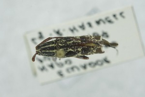  (Colobothea sexmaculata - QCAZI_213430)  @11 [ ] CC-BY-NC-ND (2024) QCAZ Pontificia Universidad Cat&oacute;lica del Ecuador