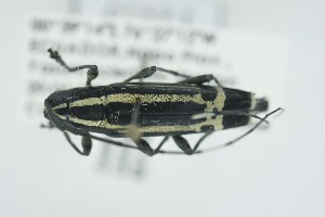  (Colobothea lunulata - QCAZI_225524)  @11 [ ] CC-BY-NC-ND (2024) QCAZ Pontificia Universidad Cat&oacute;lica del Ecuador