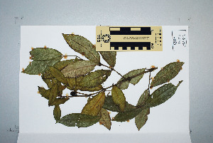  ( - CNS_CC_x02_F4)  @11 [ ] Unspecified (default): All Rights Reserved  Australian Tropical Herbarium Unspecified