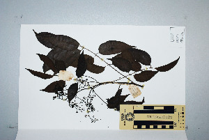  (Euroschinus falcata - CNS_CC_6075_A11)  @11 [ ] Unspecified (default): All Rights Reserved  Australian Tropical Herbarium Unspecified