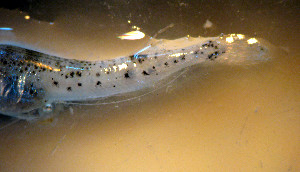 ( - INIDEP_GBMM_5)  @11 [ ] Unspecified (default): All Rights Reserved  Unspecified INIDEP