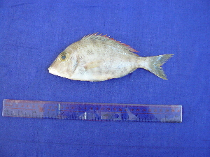  (Lethrinus haematopterus - SA8JZ027)  @13 [ ] Unspecified (default): All Rights Reserved  Unspecified Unspecified
